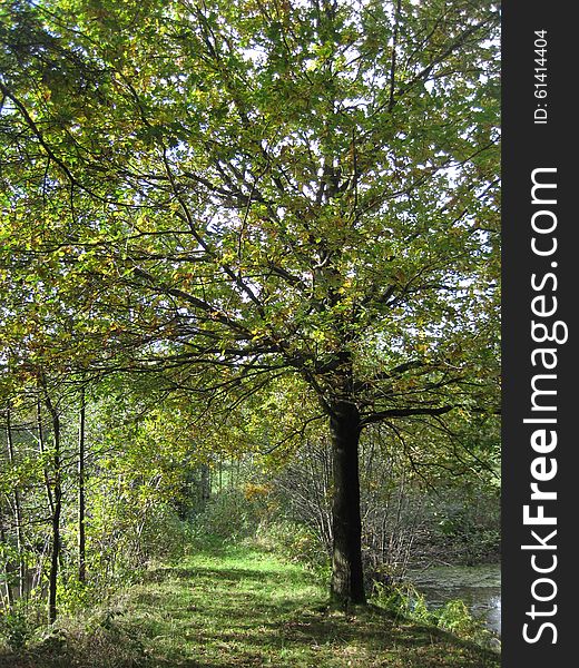 Autumn oak