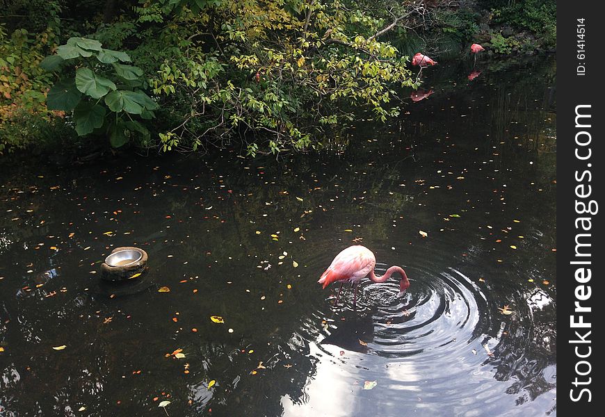 Phoenicopterus Birds in Bronx Zoo. Phoenicopterus Birds in Bronx Zoo.