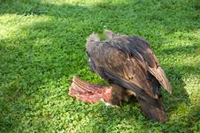 Vulture Eats Carrion Stock Photo Vulture Eats Carrion Stock Photo