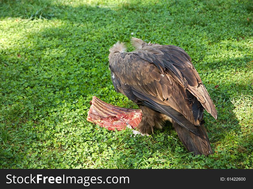 Vulture eats carrion