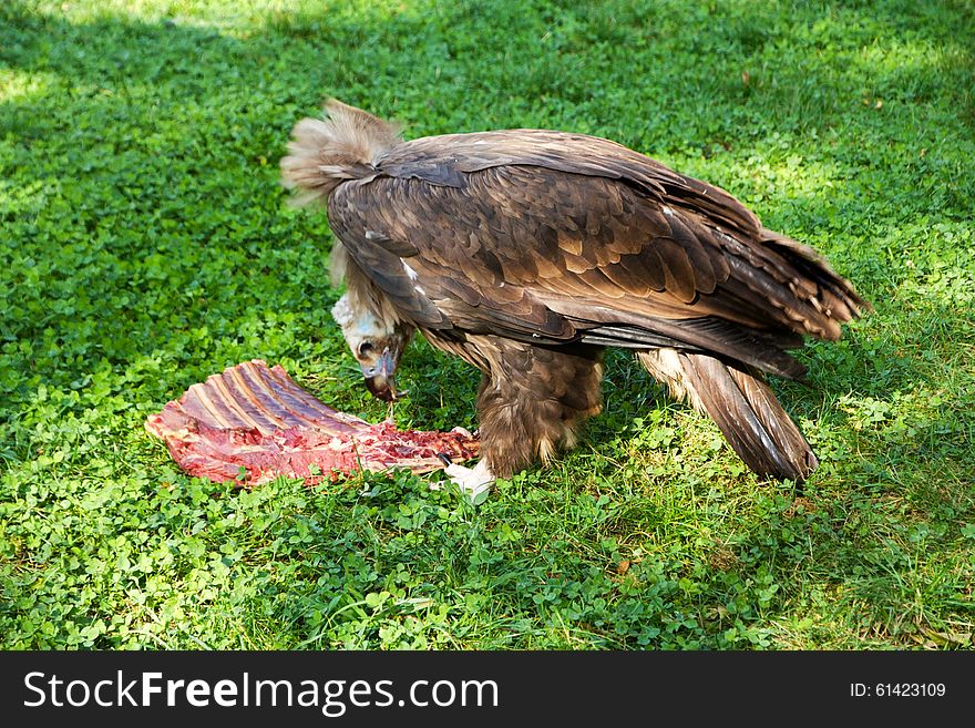 Vulture eats carrion