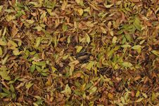 Autumn Leaves On The Ground Stock Photo Autumn Leaves On The Ground Stock Photo