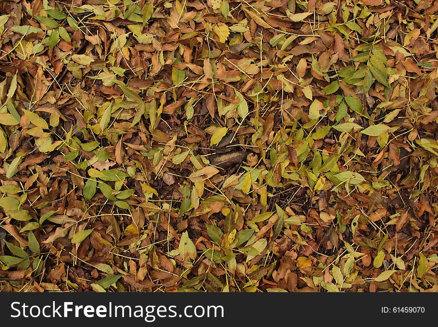 Leaves on the ground. Yellow, green and brown colors. Leaves on the ground. Yellow, green and brown colors.