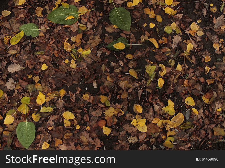 Leaves on the ground. Yellow, green and brown colors. Leaves on the ground. Yellow, green and brown colors.
