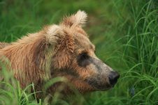 Grizzly Bear Profile Stock Photography