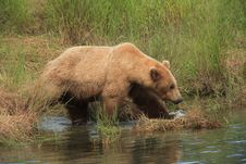 Grizzly Bear Stroll Royalty Free Stock Images