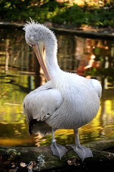 Pelican Portrait Royalty Free Stock Photo Pelican Portrait Royalty Free Stock Photo