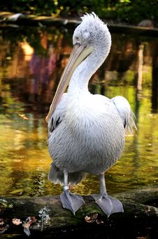 Pelican Portrait Stock Image Pelican Portrait Stock Image