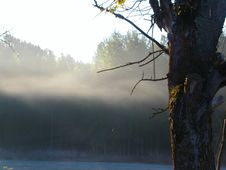 Morning Fog In The Autumn Forest Royalty Free Stock Images Morning Fog In The Autumn Forest Royalty Free Stock Images