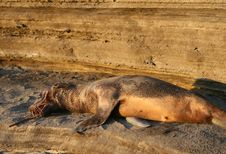 Sea Lion Pup Stock Photography
