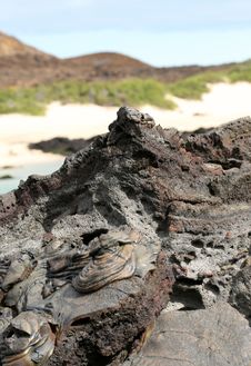 Galapagos Islands Lava Flow Royalty Free Stock Image Galapagos Islands Lava Flow Royalty Free Stock Image