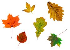 Full-size Composite Photo Of Various Autumn Leaves Stock Photos Full-size Composite Photo Of Various Autumn Leaves Stock Photos
