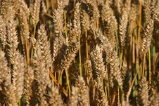 Wheat Royalty Free Stock Photography Wheat Royalty Free Stock Photography