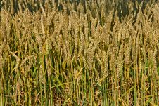 Wheat Royalty Free Stock Photos Wheat Royalty Free Stock Photos