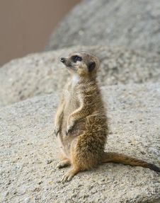 Cute Meerkat Stock Image