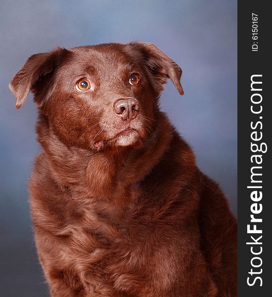 This is an image of a femal Chocolate Labrador Retriever. This is an image of a femal Chocolate Labrador Retriever