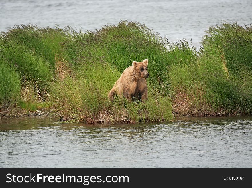 This image was taken at Katmai National Park, Alaska. This image was taken at Katmai National Park, Alaska