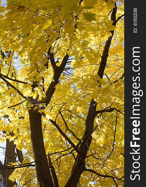 Beautiful Fall Tree with Yellow Colored Changing Leaves. Beautiful Fall Tree with Yellow Colored Changing Leaves