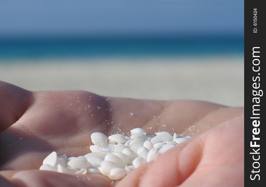 Tiny white shells in the palm of a hand