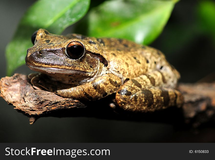 A closeup of a frog