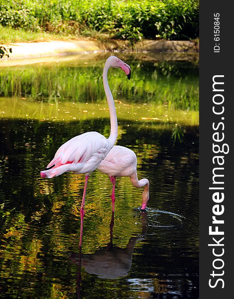 Pink flamingo - Vienna zoo -Schoenbrunn