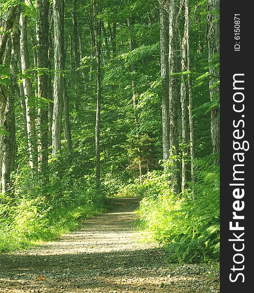 Hiking trail in the summer forest in sunny day. Hiking trail in the summer forest in sunny day