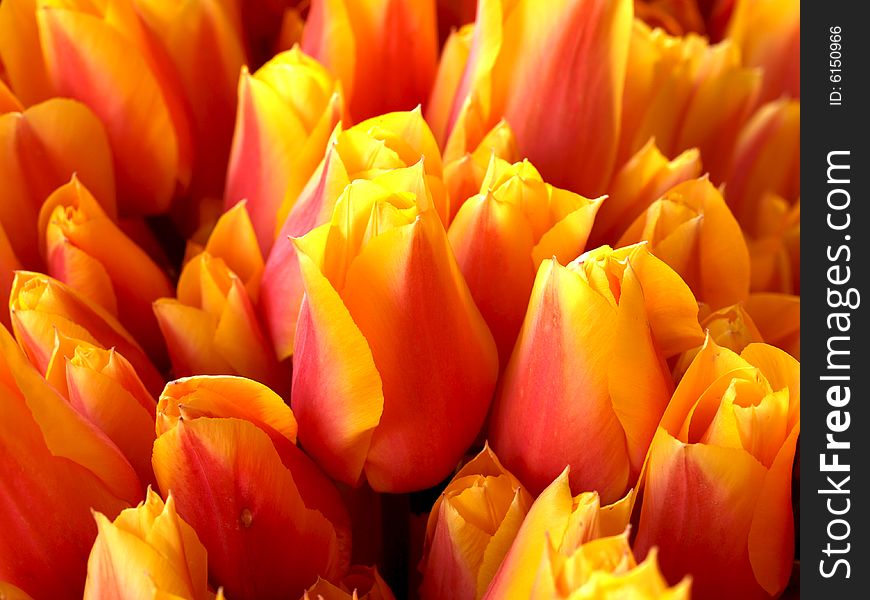 Close up on yellow and orange tulips