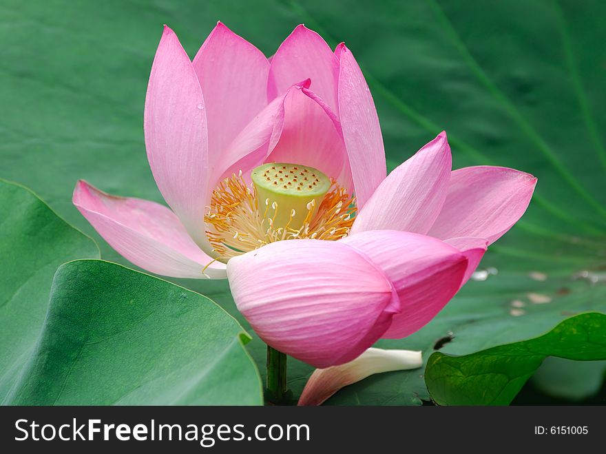 Lotus flower in the Summer Palace in China. Lotus flower in the Summer Palace in China