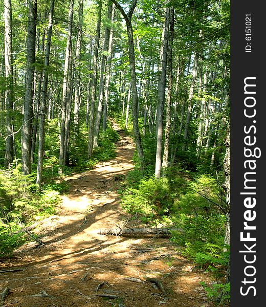 Hiking trail in forest in sunny summer day. Hiking trail in forest in sunny summer day