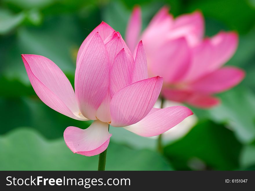 Pink Lotus Flowers