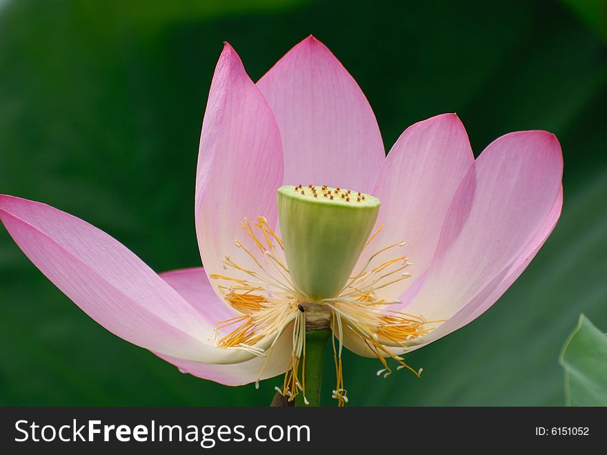 Pink Lily In The Pond