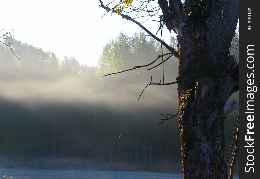 Morning fog in the autumn forest