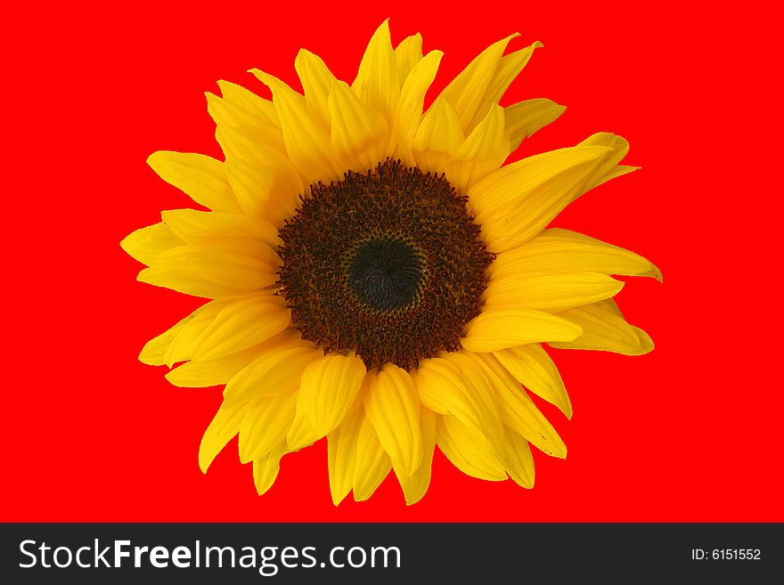 Sunflower isolated on red background