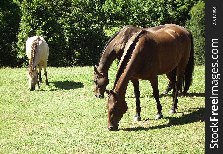 These are brumbies that have been traced back to the Lighthorse Brigade and were rescued from the Guy Fawkes National Park in N.S.W. Australia. Previously they had been shot because they were wild but that has now been banned in N.S.W. and these have been taken to a special training farm where they have responded to kind treatment and are a very good breed, winning awards at local shows. People can sponsor a horse and visit whenever or buy them trained up to whatever stage they want. These are brumbies that have been traced back to the Lighthorse Brigade and were rescued from the Guy Fawkes National Park in N.S.W. Australia. Previously they had been shot because they were wild but that has now been banned in N.S.W. and these have been taken to a special training farm where they have responded to kind treatment and are a very good breed, winning awards at local shows. People can sponsor a horse and visit whenever or buy them trained up to whatever stage they want.