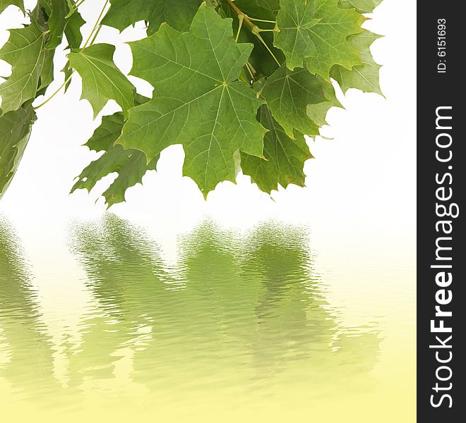 Water reflection of green leaves - seasons specyfic
