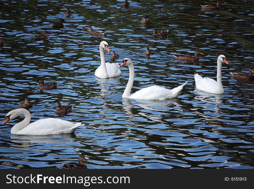 White swans swiiming in Moscow city pond