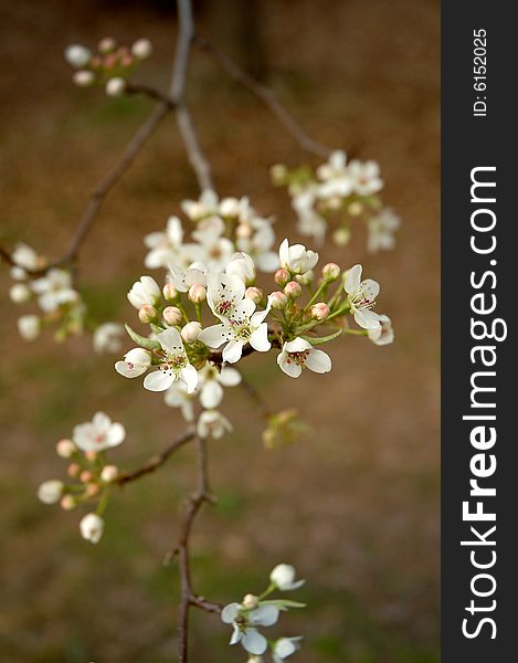 Cherry blossoms in bloom during spring