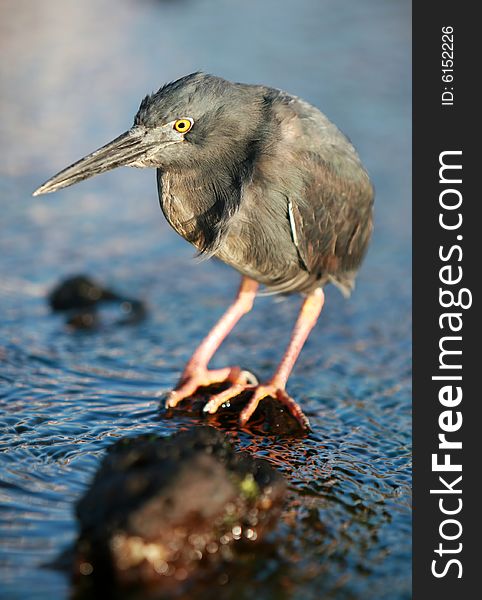 A Yellow Crowned Night Heron in the Galapagos Islands, Ecuador