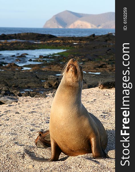 Sea Lion resting on the sandy beach of the Galapagos Islands. Sea Lion resting on the sandy beach of the Galapagos Islands