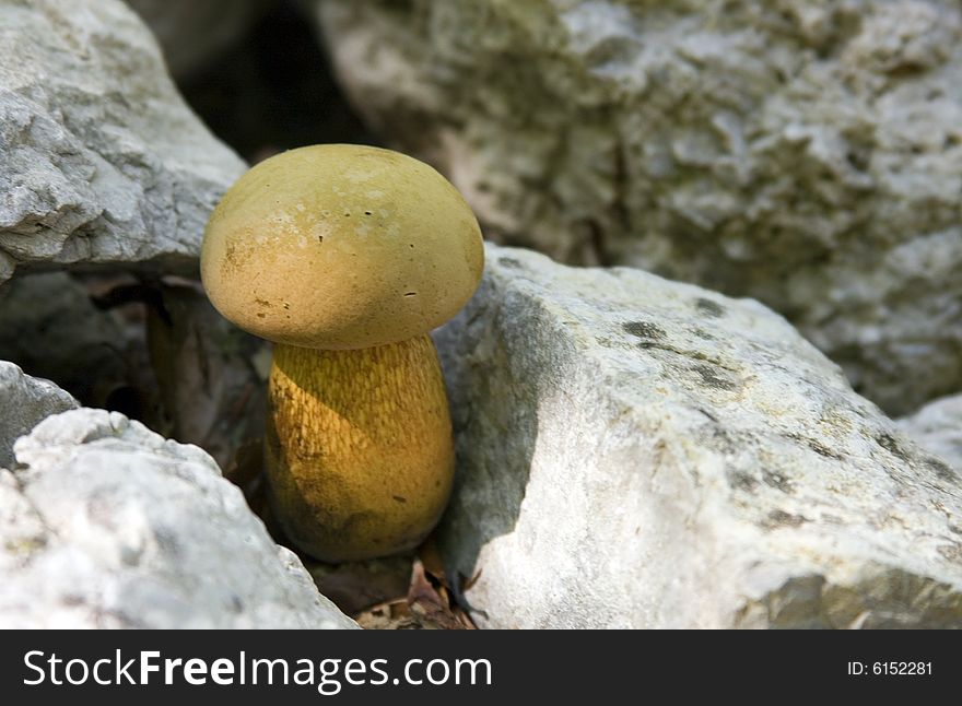 Healthy mushroom between the rocks in the mountain forest.