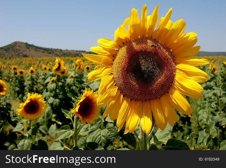 Sunflower in landscape..background field of sunfowers . Sunflower in landscape..background field of sunfowers ...