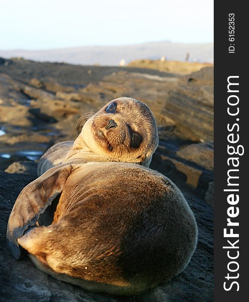 Baby Sea Lion resting on the beach