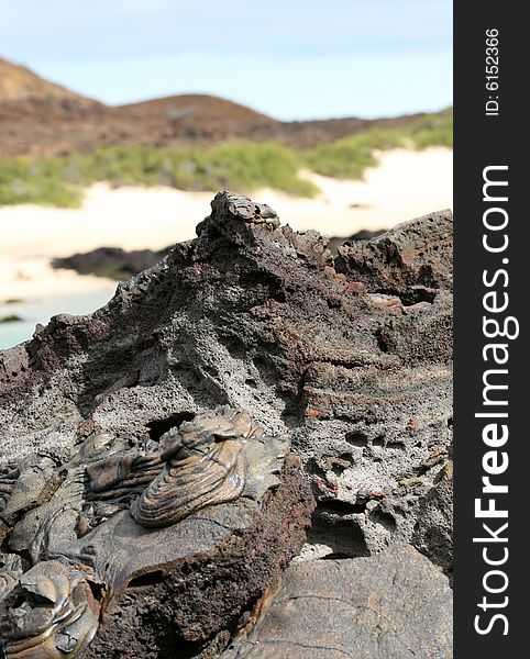 A volcanic lava formation on the shores of the Galapagos Islands. A volcanic lava formation on the shores of the Galapagos Islands
