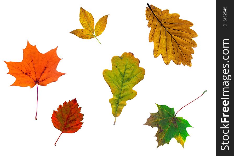 Full-size composite photo of various autumn leaves isolated on white background