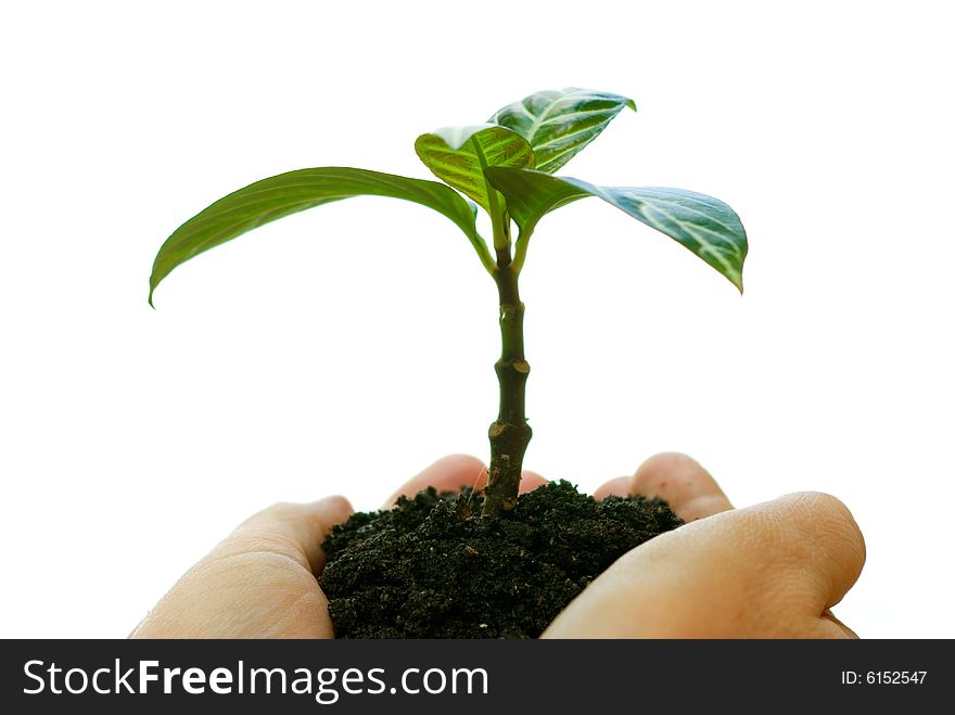 Plant in the hand on white background. Plant in the hand on white background