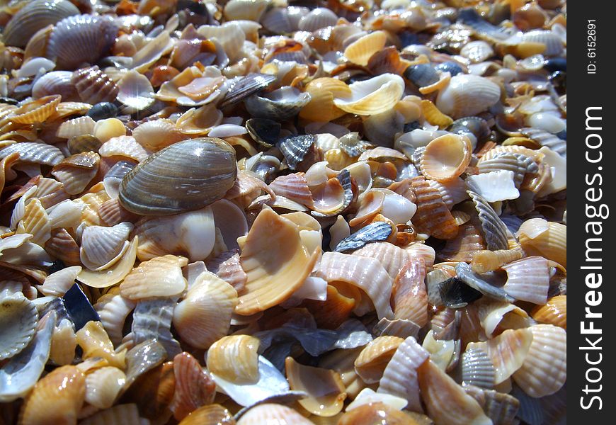 Shells.