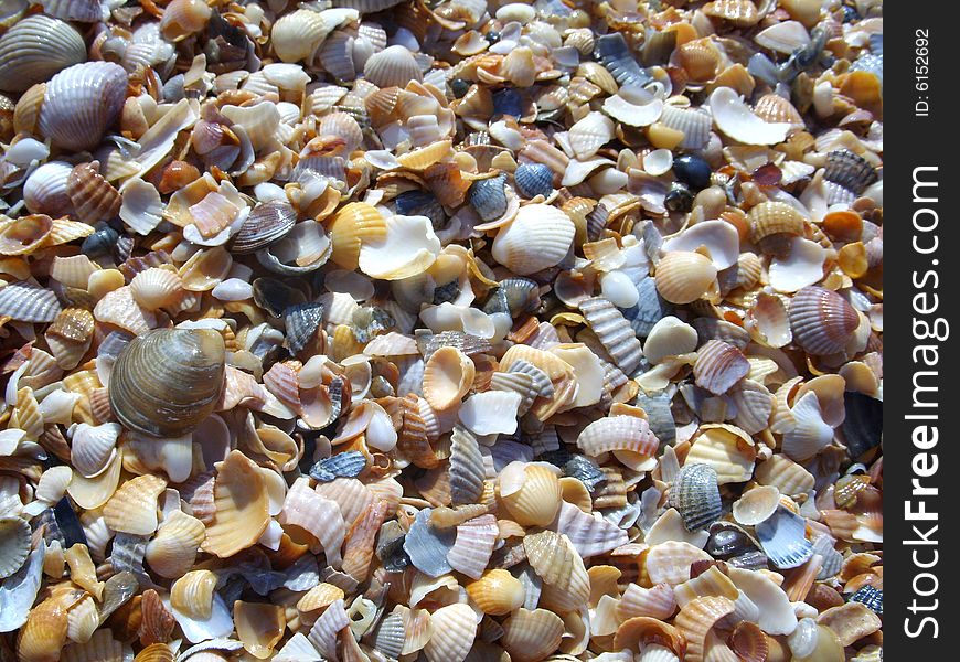 Beautiful shells background. Near the sea. Beautiful shells background. Near the sea.