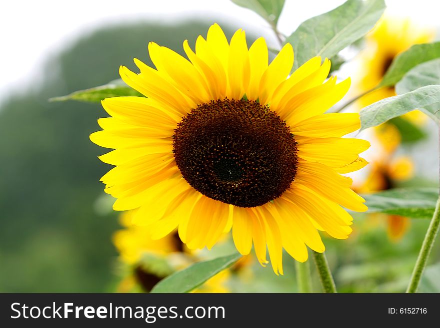 Beautiful yellow sunflower with green background