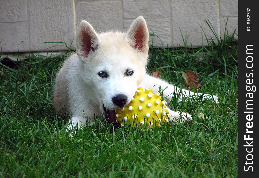 Norton is very young husky