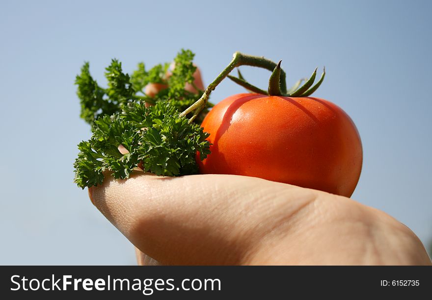 Gardener vegetables, tomato ,  and parsley in a hand